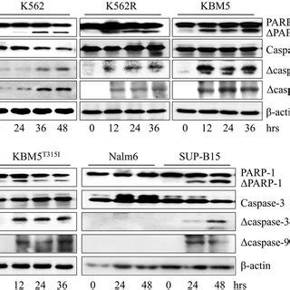 Qc Induces Apoptosis In Bcr Abl Positive Leukemia Cells A Bcr Abl