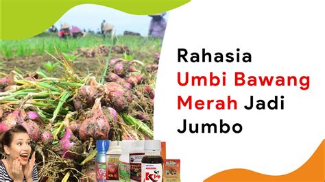 Pembesar Umbi Bawang Merah Terbaik Dari Pupuk Sampai Hormon Youtube