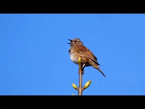 Singing Dunnock Youtube