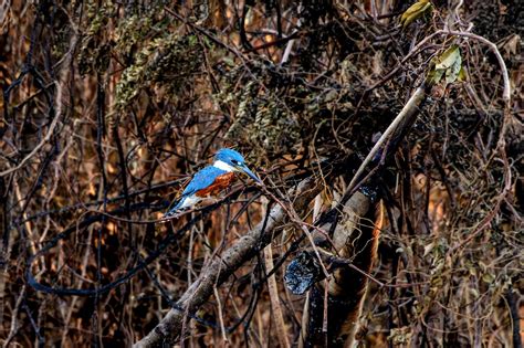 Chuvas no MT e MS reduzem focos de incêndios no Pantanal veja antes e