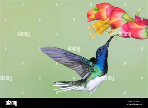 White Necked Jacobin Hummingbird Florisuga Mellivora Male Feeding