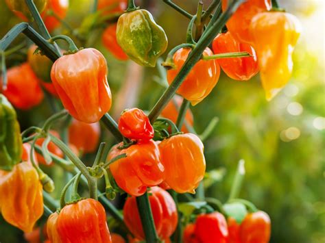 Mexican Chili Pepper Seeds