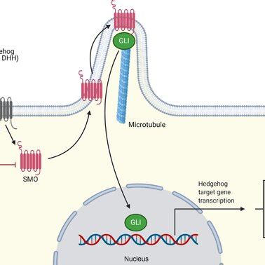 The Hedgehog Signaling Pathway In Canonical HH Signaling HH Ligands