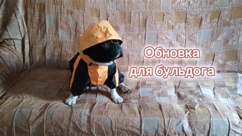 одежда для бульдога - примеряем французу дождевик - YouTube