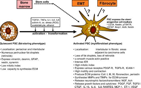 Stellatum Current Consensus And Discussion On Pancreatic Stellate Cell Research Gut