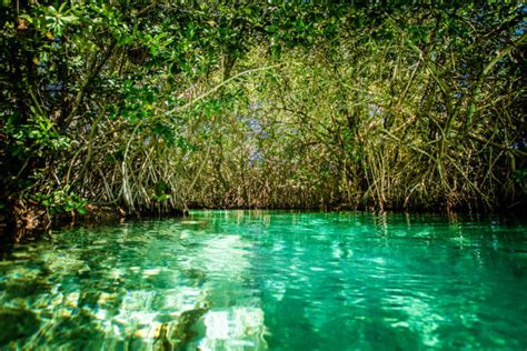 1,500+ Mangroves Mexico Stock Photos, Pictures & Royalty-Free Images - iStock