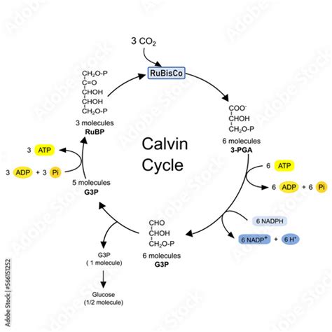 Calvin Cycle