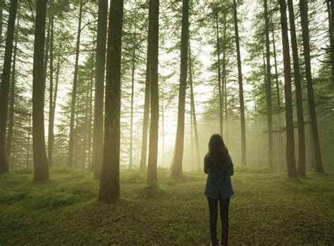 Silhouette of girl standing alone in pine forest at twilight. | The DBT ...