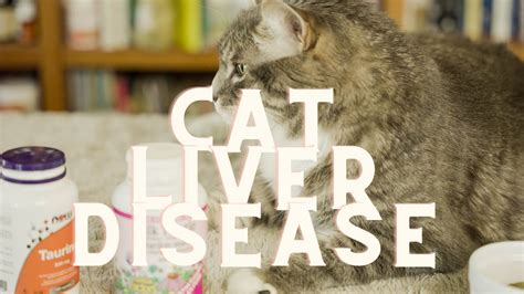 Liver Disease In Cats: Hepatic Lipidosis - Veterinary Secrets with Dr ...