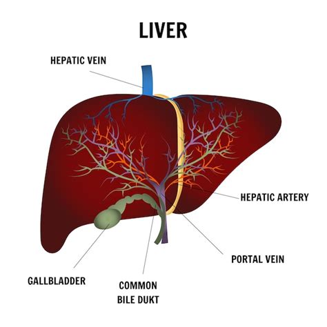 Image M Dicale Du Foie Et Toutes Les Infographies En Illustration