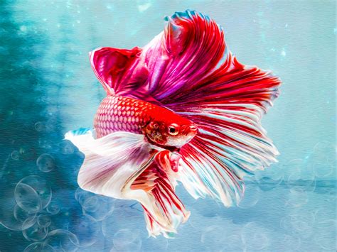 14 Signs Of A Healthy And Unhealthy Betta Fish