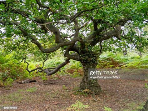 147 Skipwith Stock Photos High Res Pictures And Images Getty Images