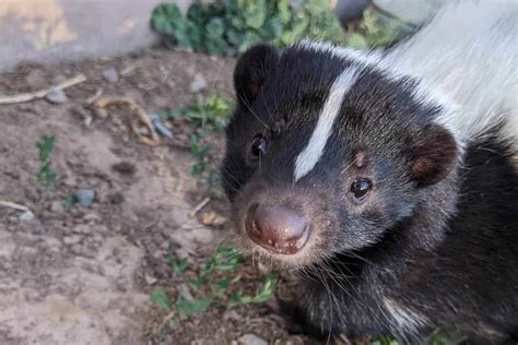 Do Skunks Live Underground Typical Places For Skunks Dens