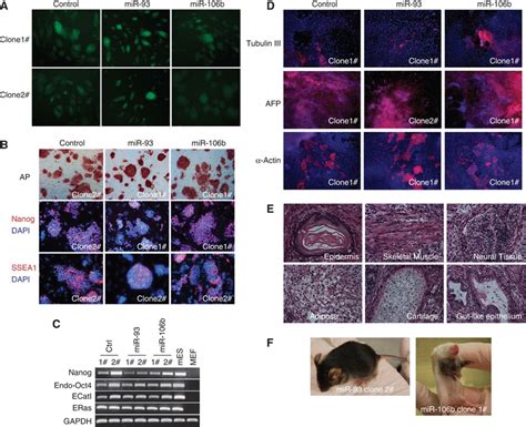 Characterization Of Ips Clones Derived From Mir Mimic Experiments A