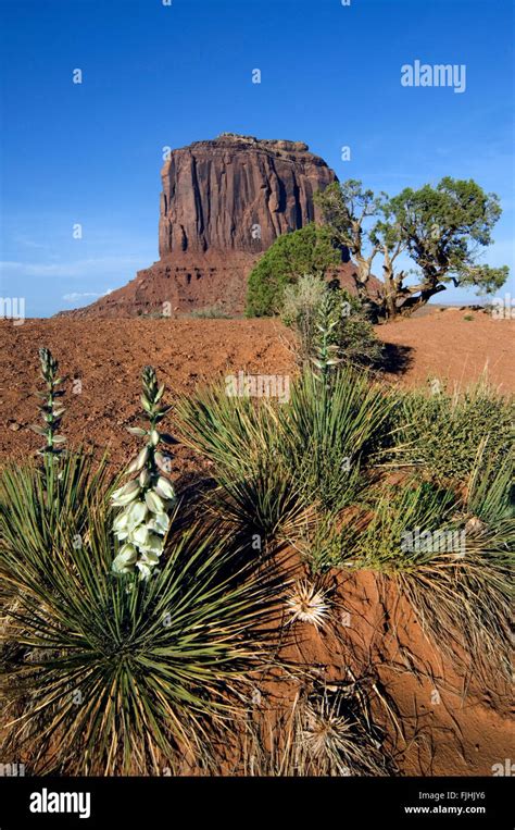 Soapweed Yucca Beargrass Yucca Glauca Yucca Angustifolia In The