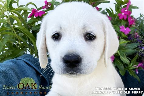 White English Labrador Retriever