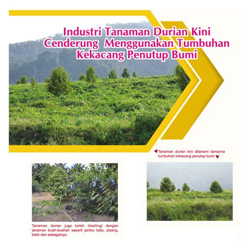 Industri Tanaman Durian Kini Cenderung Menggunakan Tumbuhan Kekacang ...