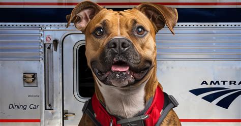 how to get a service dog ohio