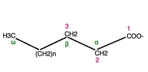 Chemical Makeup Of Fatty Acids - Mugeek Vidalondon