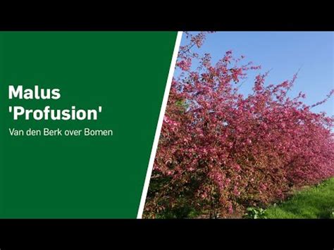 Malus Profusion Van Den Berk Over Bomen YouTube