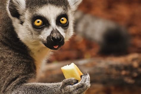 Lemur Eating Fruit · Free Stock Photo