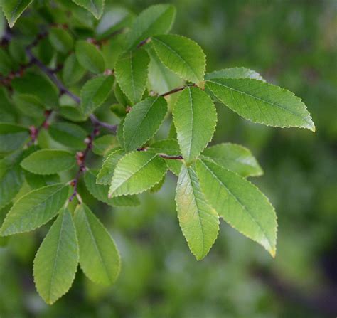 Ulmus Parvifolia Leaf