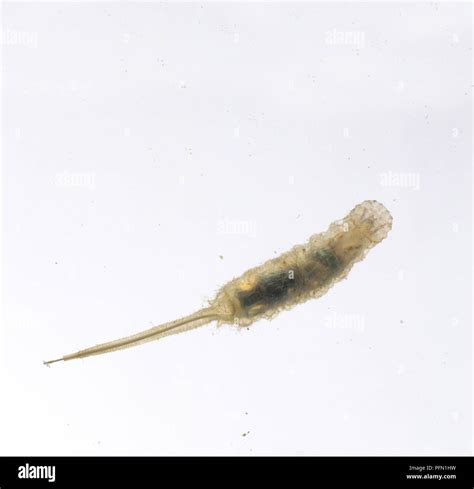 Rat Tailed Maggot Hi Res Stock Photography And Images Alamy