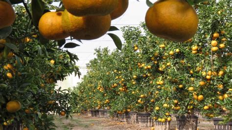 System Screens Out Deadly Citrus Greening Carrying Insect Uf Ifas News