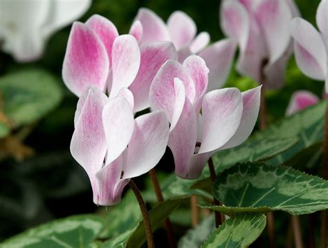 Plantas E Flores Ciclamen