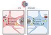 JCI Complement C3aR depletion reverses HIF 1αinduced metabolic