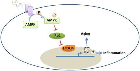 Extracellular Histones Induce Inflammation And Senescence Of Vascular