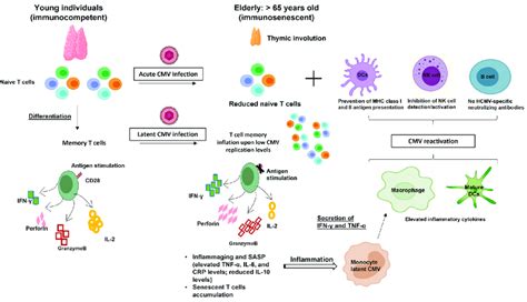 HCMV Induced Immunosenescence Acute And Chronic HCMV Infections