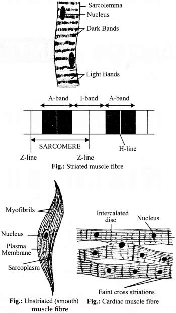 Ncert Solutions For Class 9 Science Chapter 6 Tissues Cbse Tuts