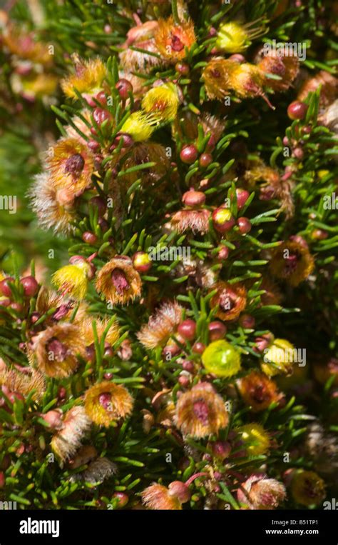 West Australian Wildflower Verticordia Staminosa Stock Photo Alamy