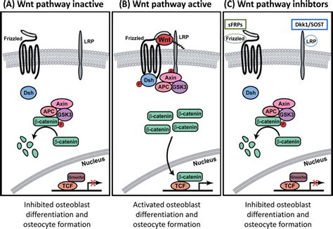 Wntß Catenin Signaling Pathway A In The Absence Of Wnt Ligand Download Scientific Diagram