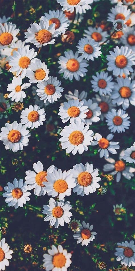 Daisy Aesthetic Wallpapers - Top Free Daisy Aesthetic Backgrounds ...