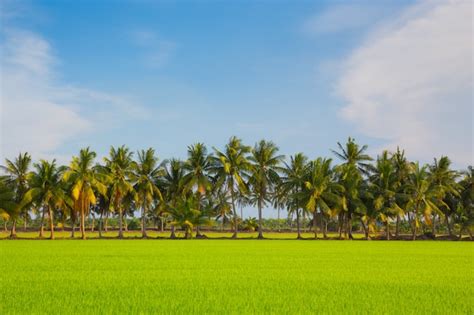 Premium Photo Green Rice Field With Coconut Tree On Blue Sky