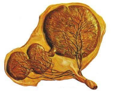 Pin on Trudnoća - Zdravlje trudnice