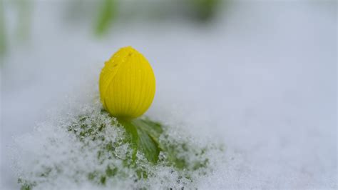 wallpaper flower bud snow macro drops hd picture image