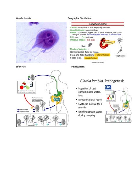 Giardia Lamblia Geographic Distribution Pdf