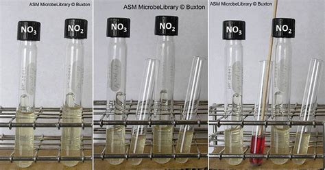 Nitrite Reduction Test- Principle, Procedure, Results, Limitations