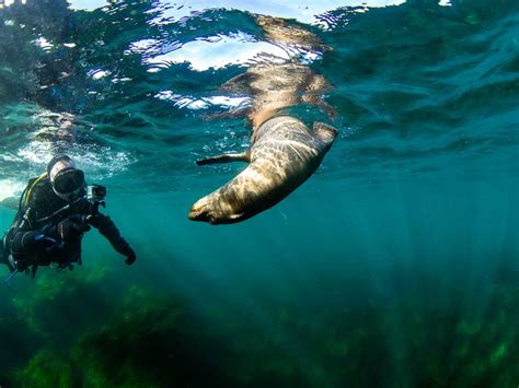 San Diego Scuba Diving Tours Guided Dives In La Jolla Dive California