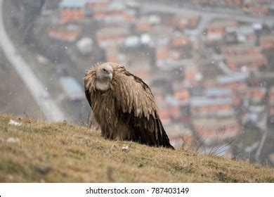 Tibetan Burial Royalty-Free Images, Stock Photos & Pictures | Shutterstock