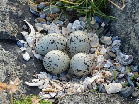 Ringed plover nest, Clahane, June 2017. | Plover, Bird nest, Birds