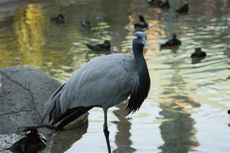 Oiseaux De Floride 2