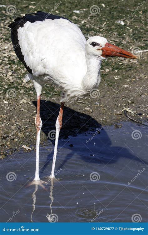 White Stork Walking In Water Stock Image Image Of Black Bill 160729877