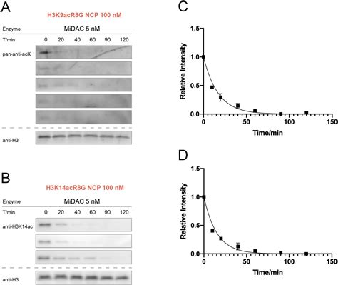 Figures And Data In Diverse Nucleosome Site Selectivity Among Histone