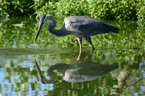 Nikon D810 Review Sports And Wildlife Photography Use