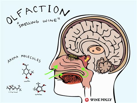 Some Nifty Science To Help You Identify Wine Aromas Wine Folly