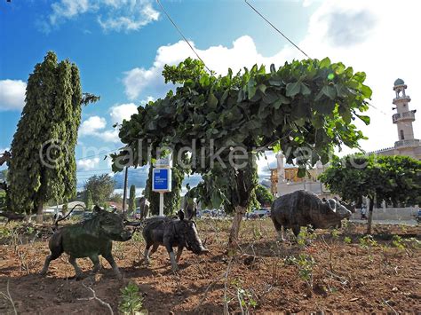 Il Nuovo Look Da Savana Di Malindi Malindikenya Net Il Portale